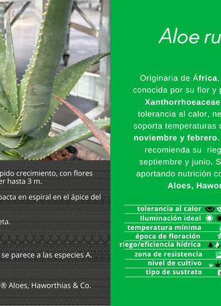 Aloe rupestris