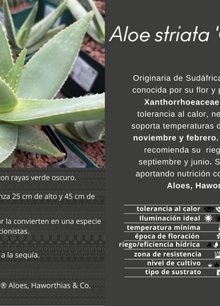 Aloe striata 'Ghost Aloe'