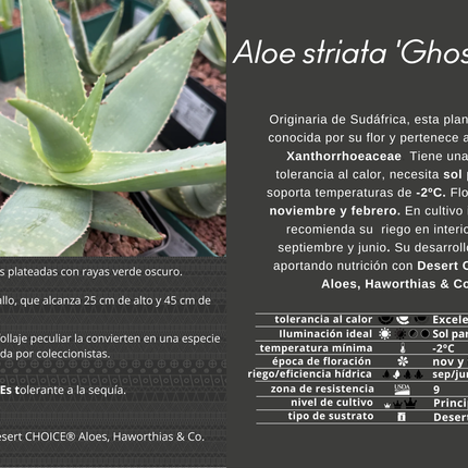Aloe striata 'Geister-Aloe'