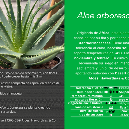 Aloe arborescens