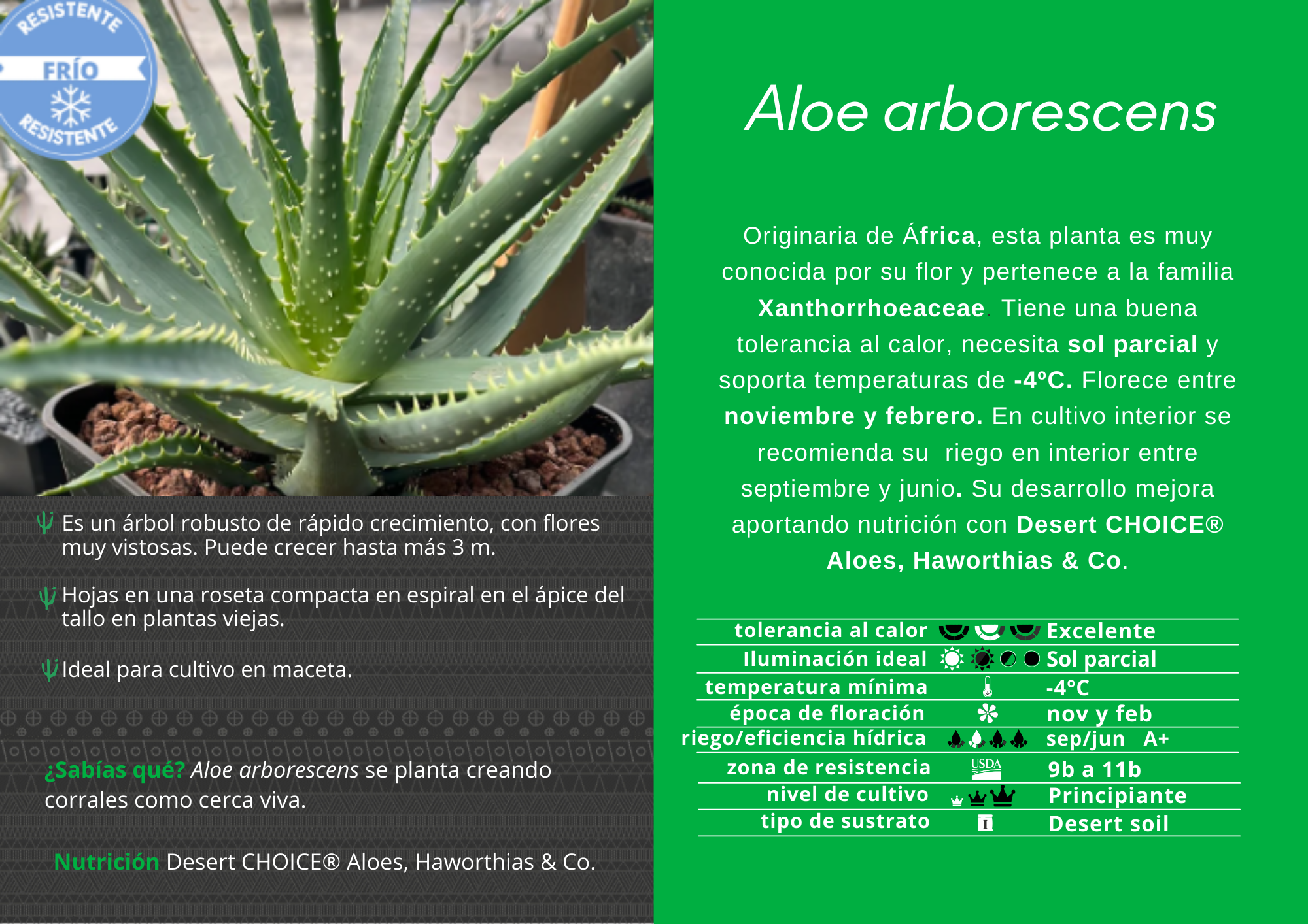 tipos de plantas aloe vera Aloe arborescens – DesertSTORE.es