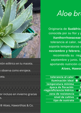 Aloe brevifolia
