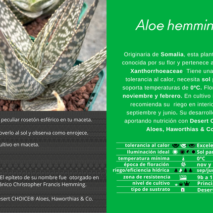 Aloe hemmingii