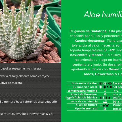 Aloe humilis