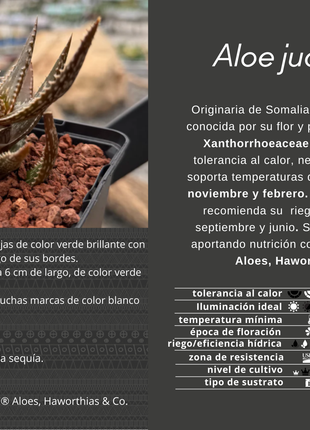 Aloe jucunda