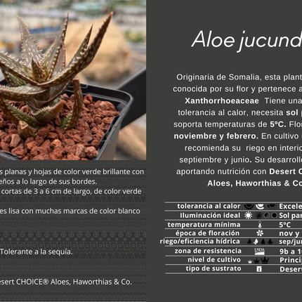 Aloe jucunda