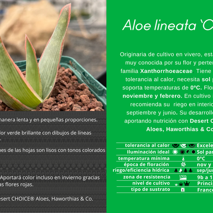 Aloe lineata ‘Coral’