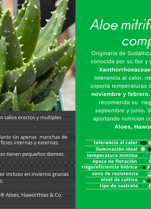 Aloe mitriformis spp. comptoni