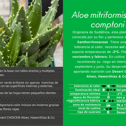 Aloe mitriformis spp. comptoni