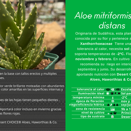 Aloe mitriformis spp. distans