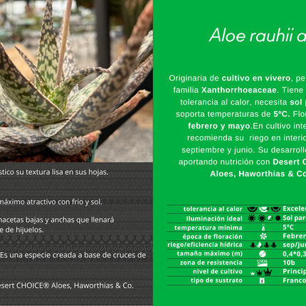 Aloe rauhii aff.
