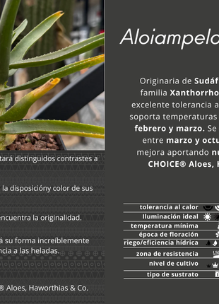Aloiampelos striatula