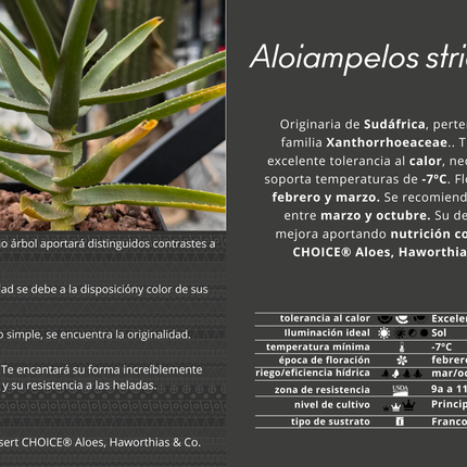 Aloiampelos striatula