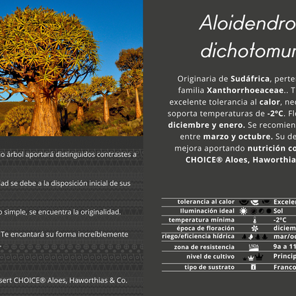 Aloidendron dichotomum