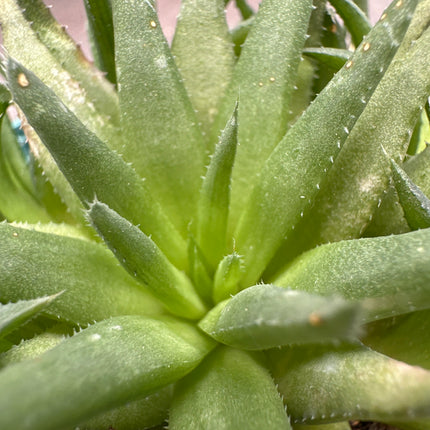 Haworthia cloracantha