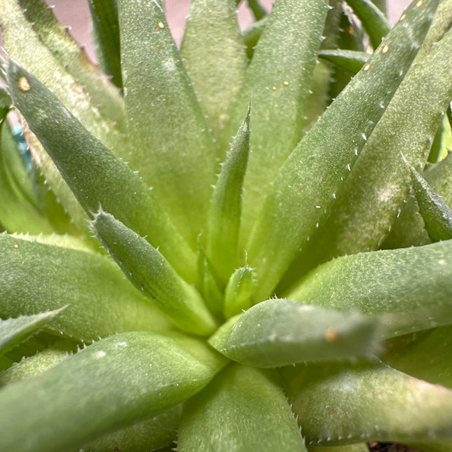 Haworthia cloracantha