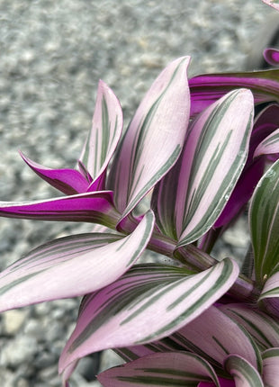 Tradescantia albiflora ‘Nanouk’