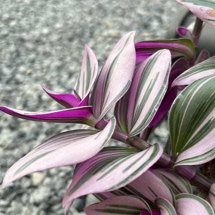 Tradescantia albiflora ‘Nanouk’