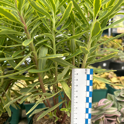 Euphorbia x martinii „Ascot Rainbow“