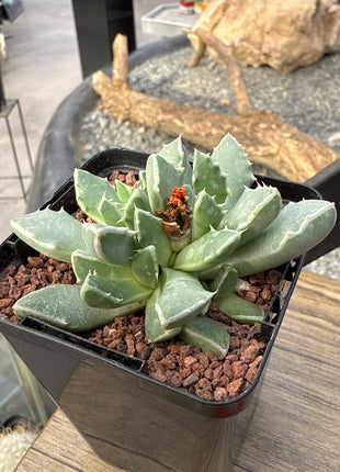 Faucaria bosscheana