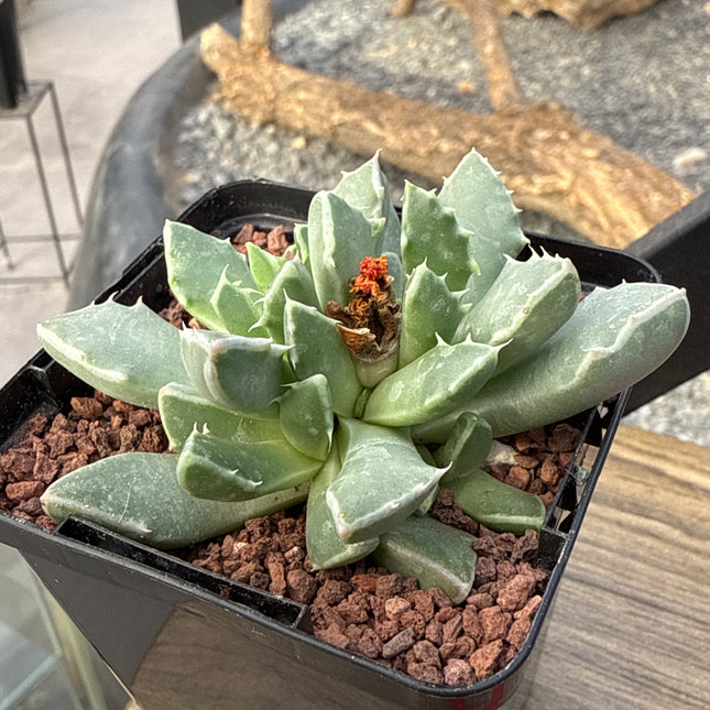 Faucaria bosscheana var. haagei