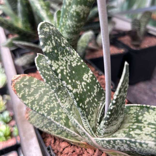 Gasteria retusa