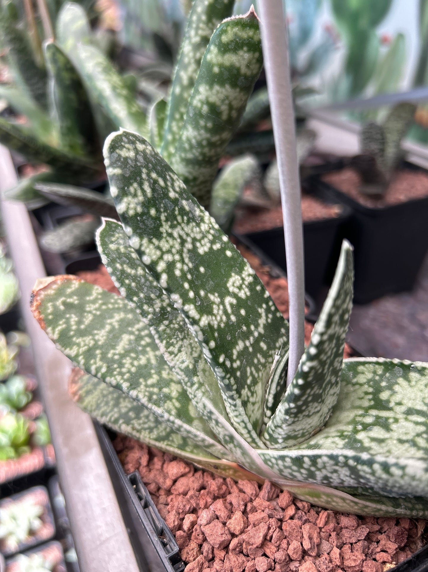 Gasteria retusa