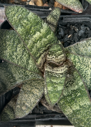 Batesianische Gasterie 'Klipwal'