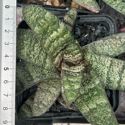 Gasteria batesiana 'Klipwal'