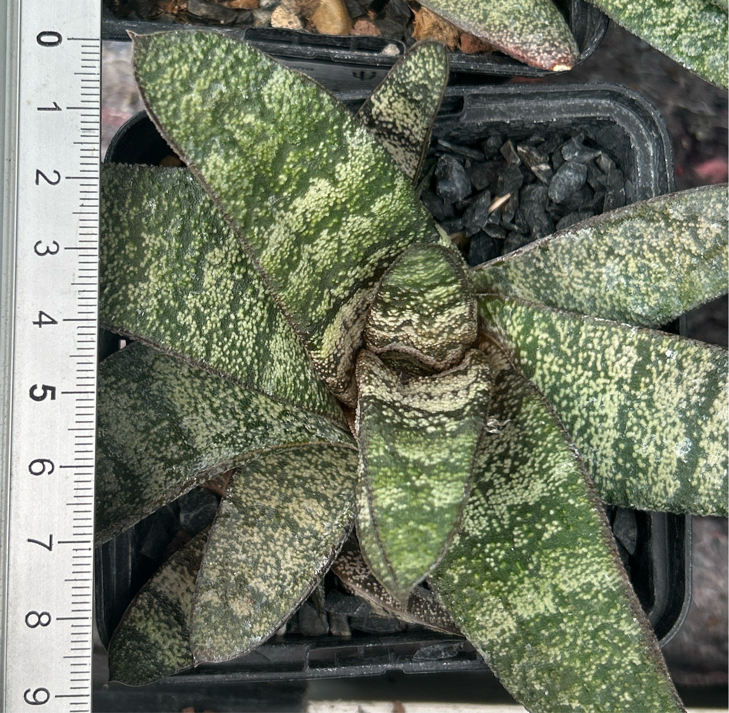 Batesian gasteria 'Klipal'