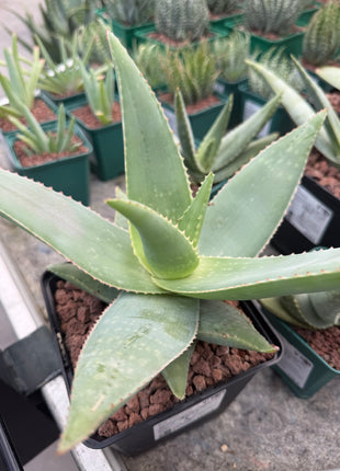 Aloe striata 'Ghost Aloe'