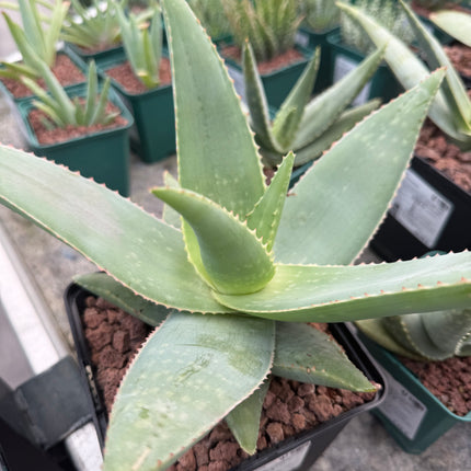Aloe striata 'Geister-Aloe'