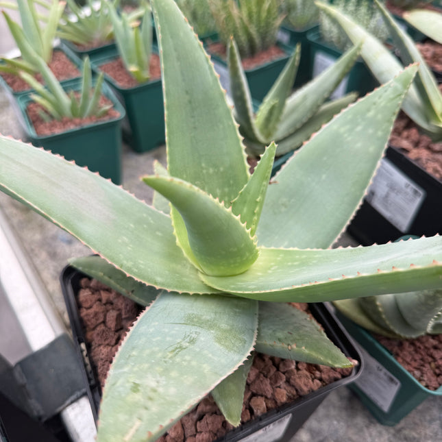 Aloe striata ‘Ghost Aloe’