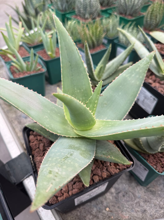 Aloe striata ‘Ghost Aloe’