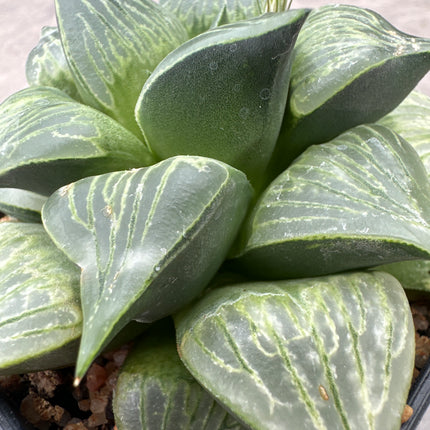 Haworthia ‘Ryokuju’