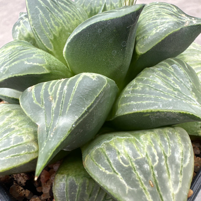 Haworthia ‘Ryokuju’