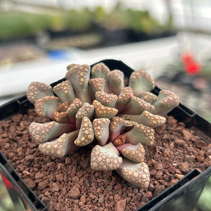 Titanopsis Hugo-schlechteri