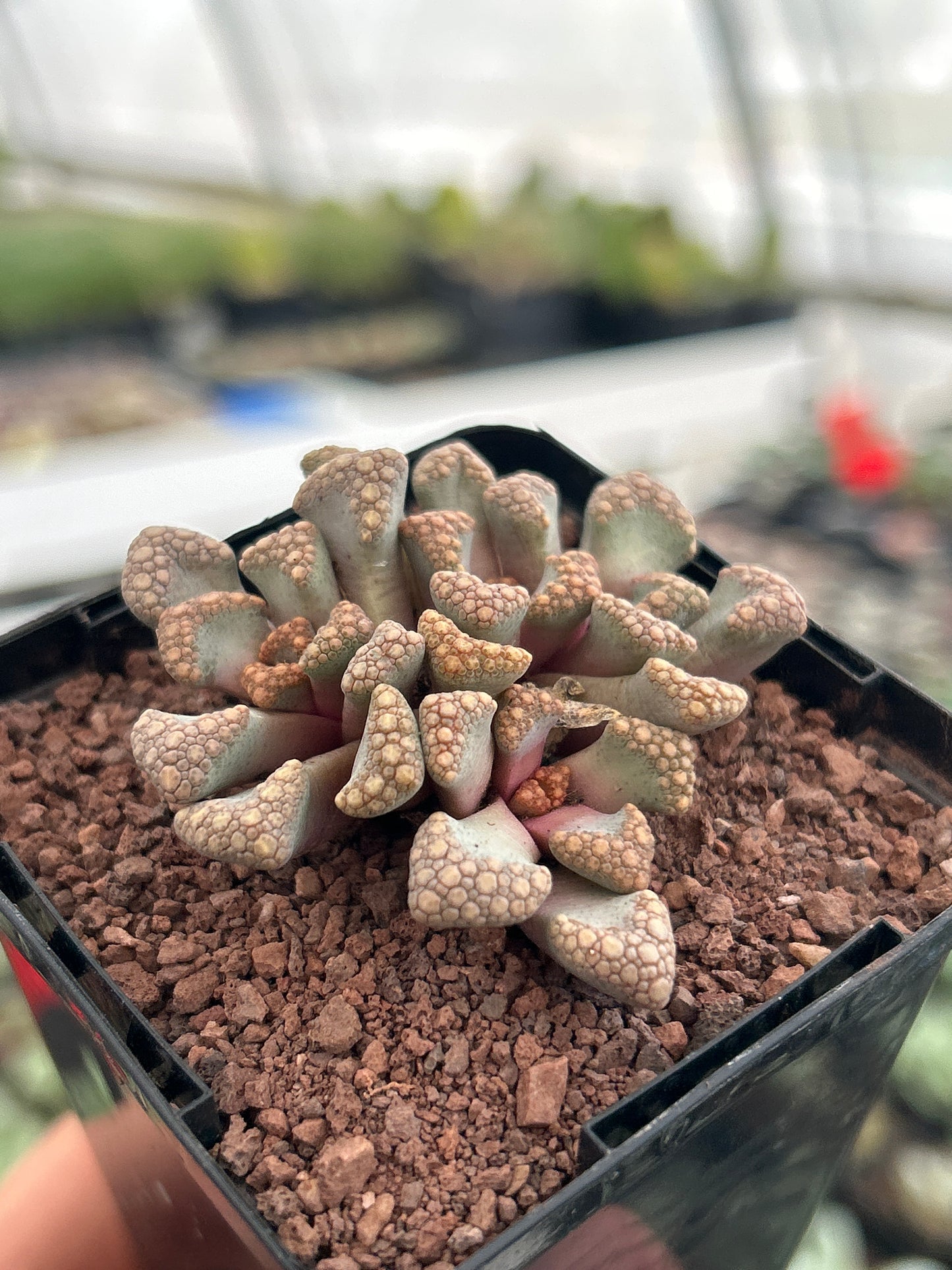 Titanopsis Hugo-schlechteri