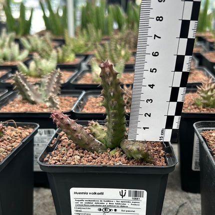 Huernia volkartii