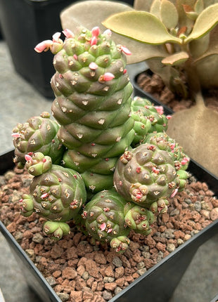 Euphorbia ritchiei subsp. nyambensis