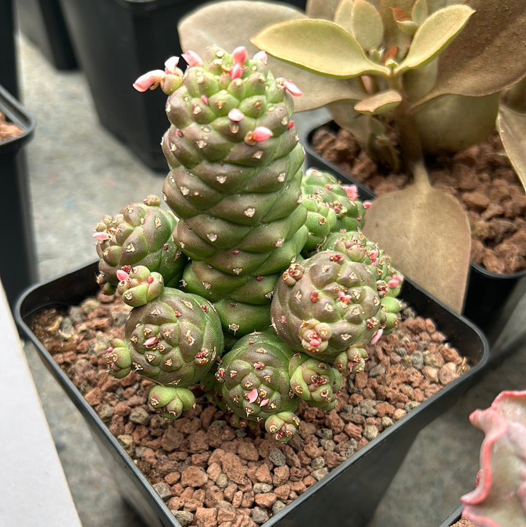 Euphorbia ritchiei subsp. nyambensis