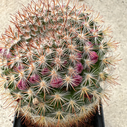 Mammillaria xaltianguensis subsp. bambusiphila | La pequeña corona carmesí