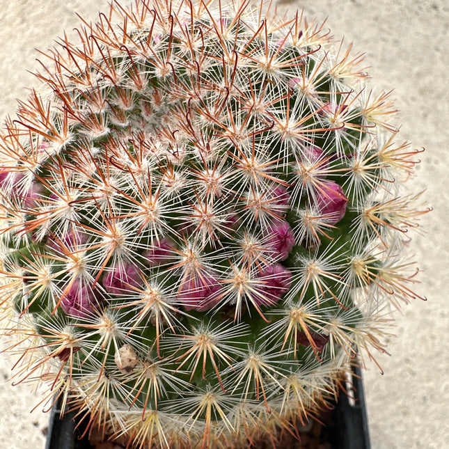 Mammillaria xaltianguensis subsp. bambusiphila | La pequeña corona carmesí