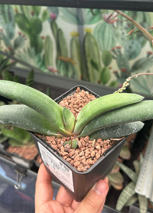 Gasteria glauca