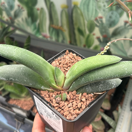 Glasige Gasteria