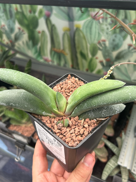 Glasige Gasteria
