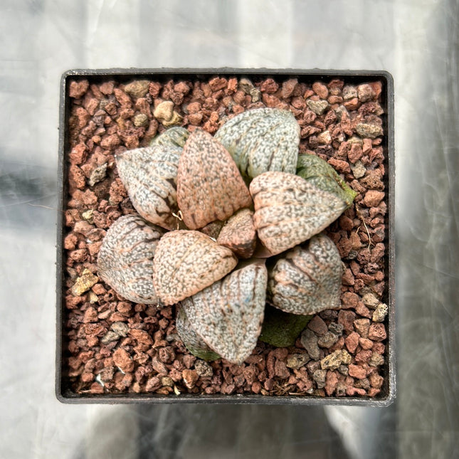 Haworthia picta var. tricolor