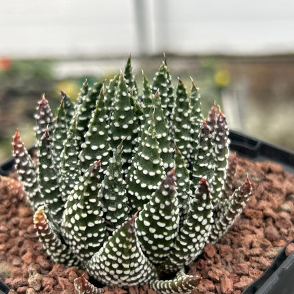 Tulista pumila 'Ohkuwae'