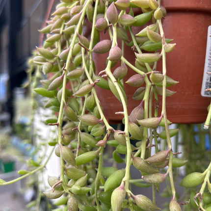 Curio herreianus (Ex. Senecio herreianus)