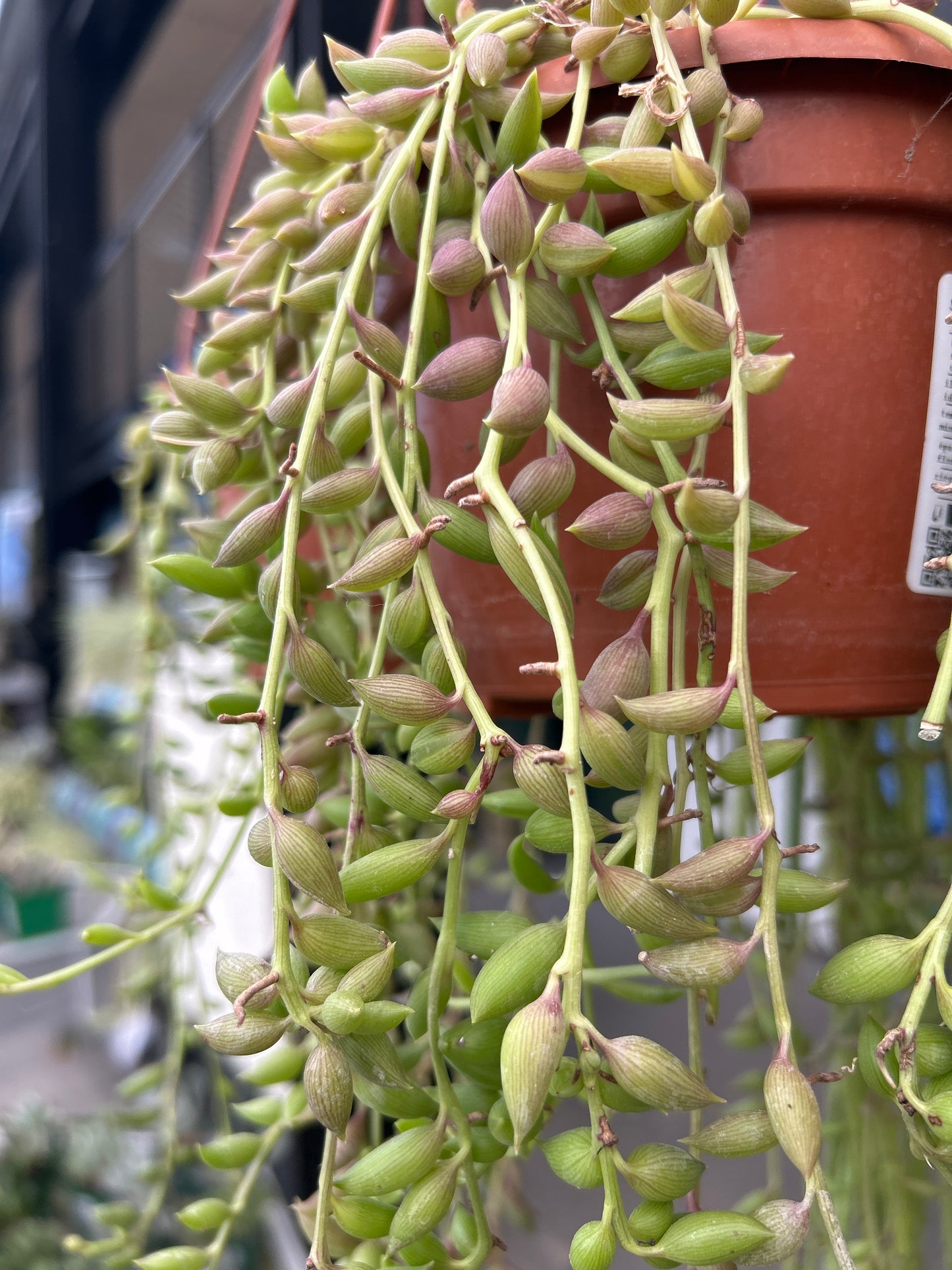 Senecio herreianus